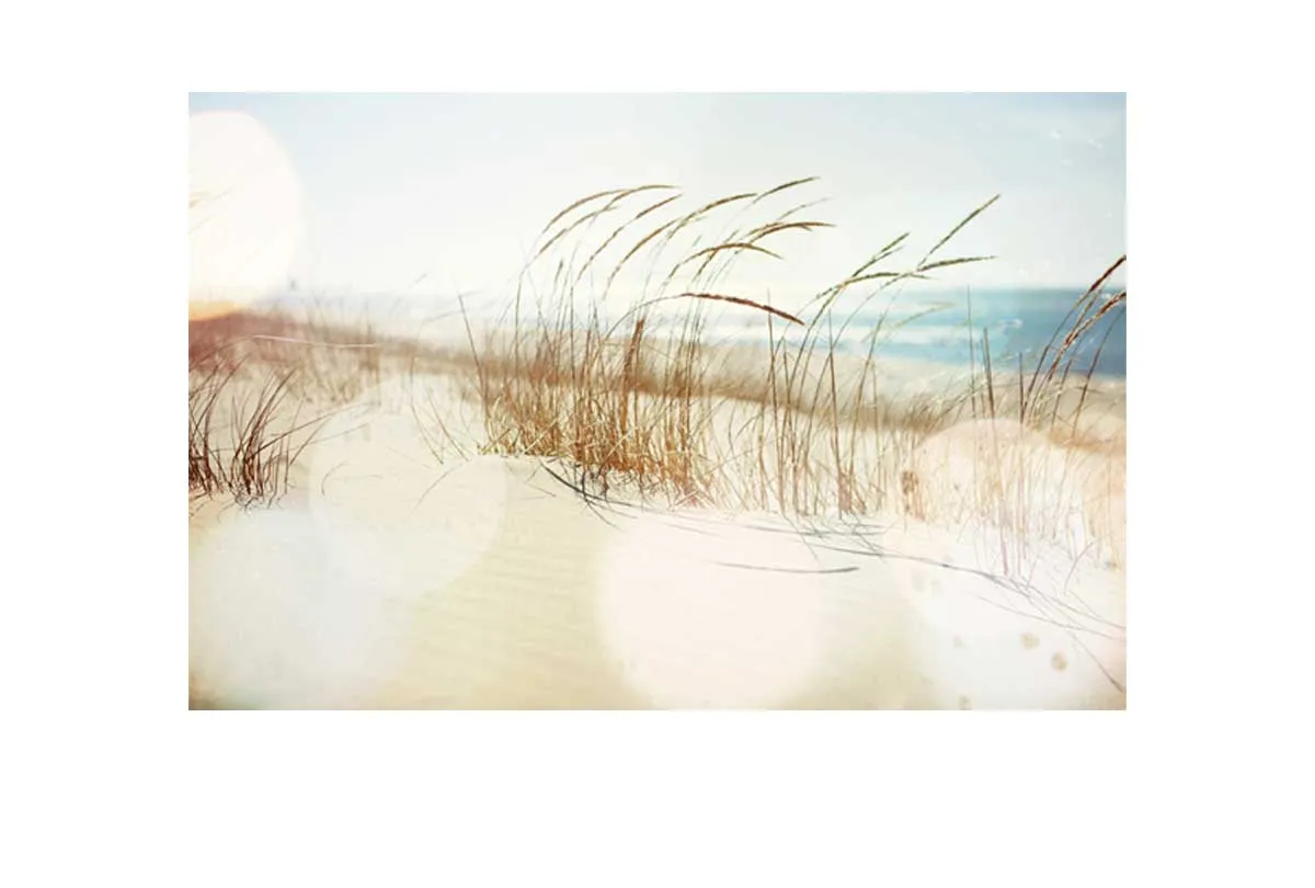 Beach Dune Grass | Canvas Wall Art Print