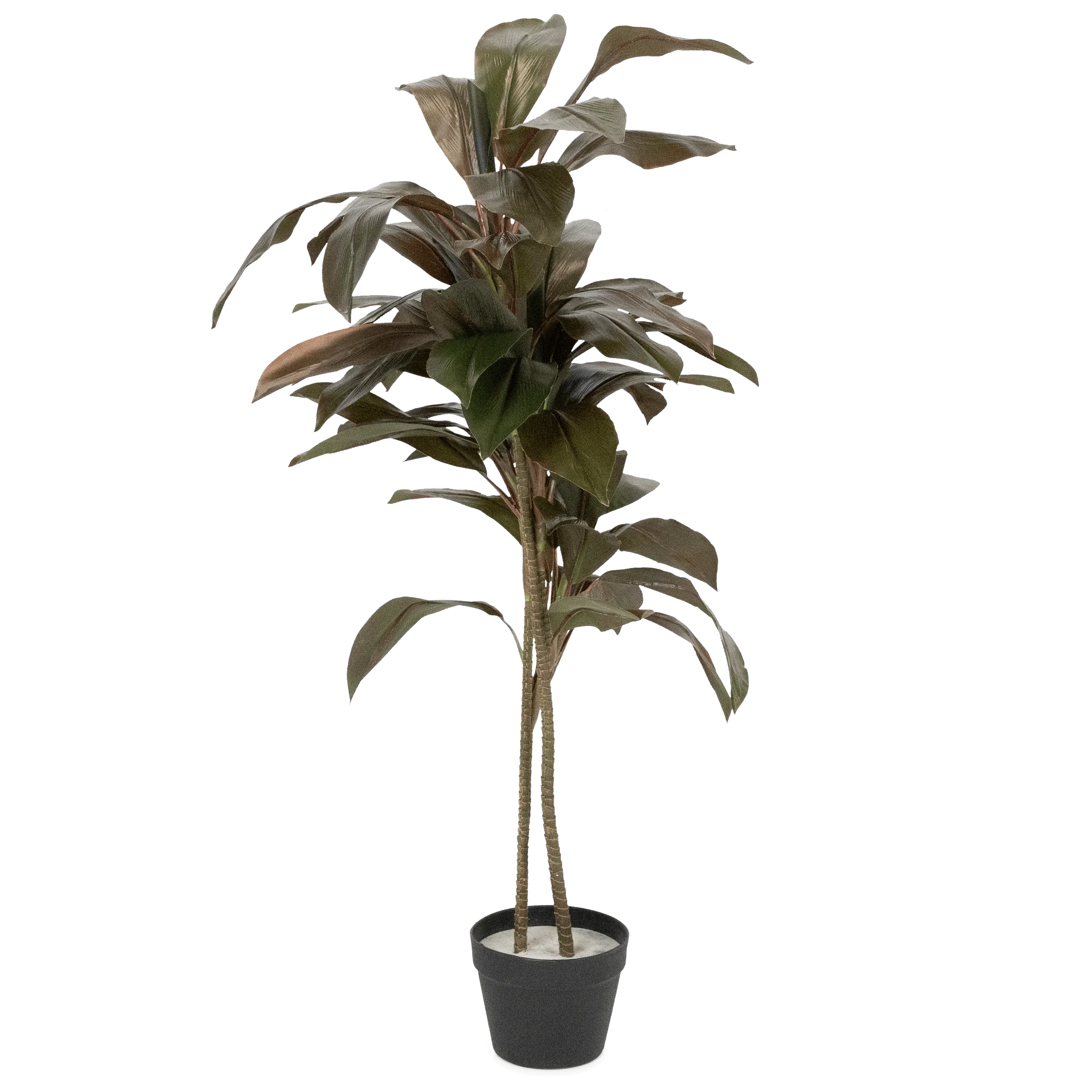 Dracaena 120cm