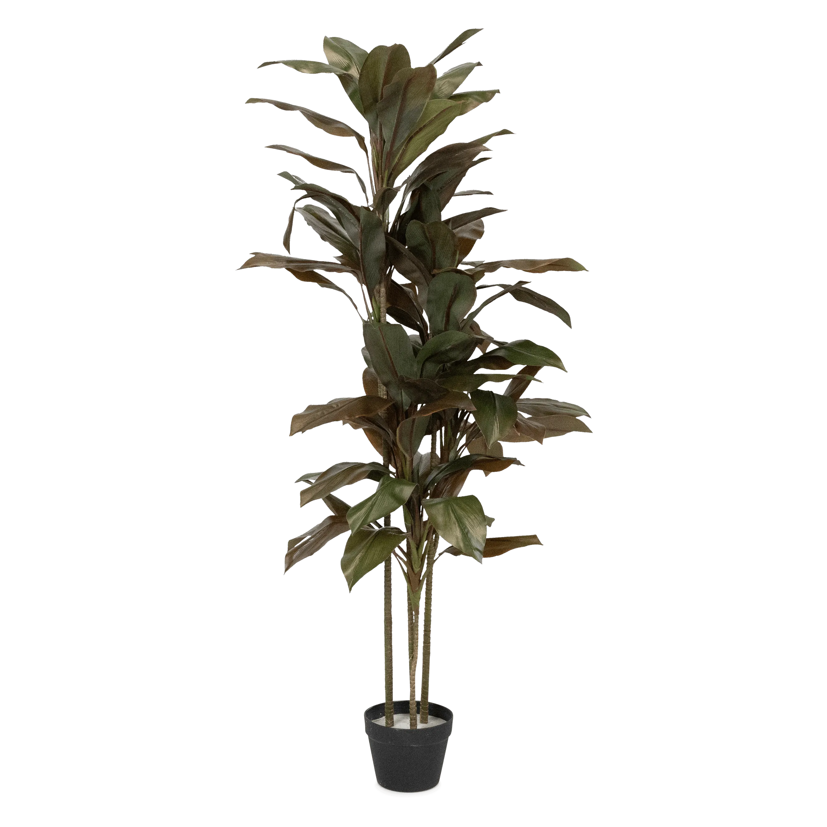 Dracaena 156cm