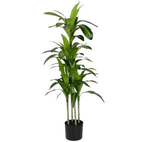 Dracaena plant 100cm