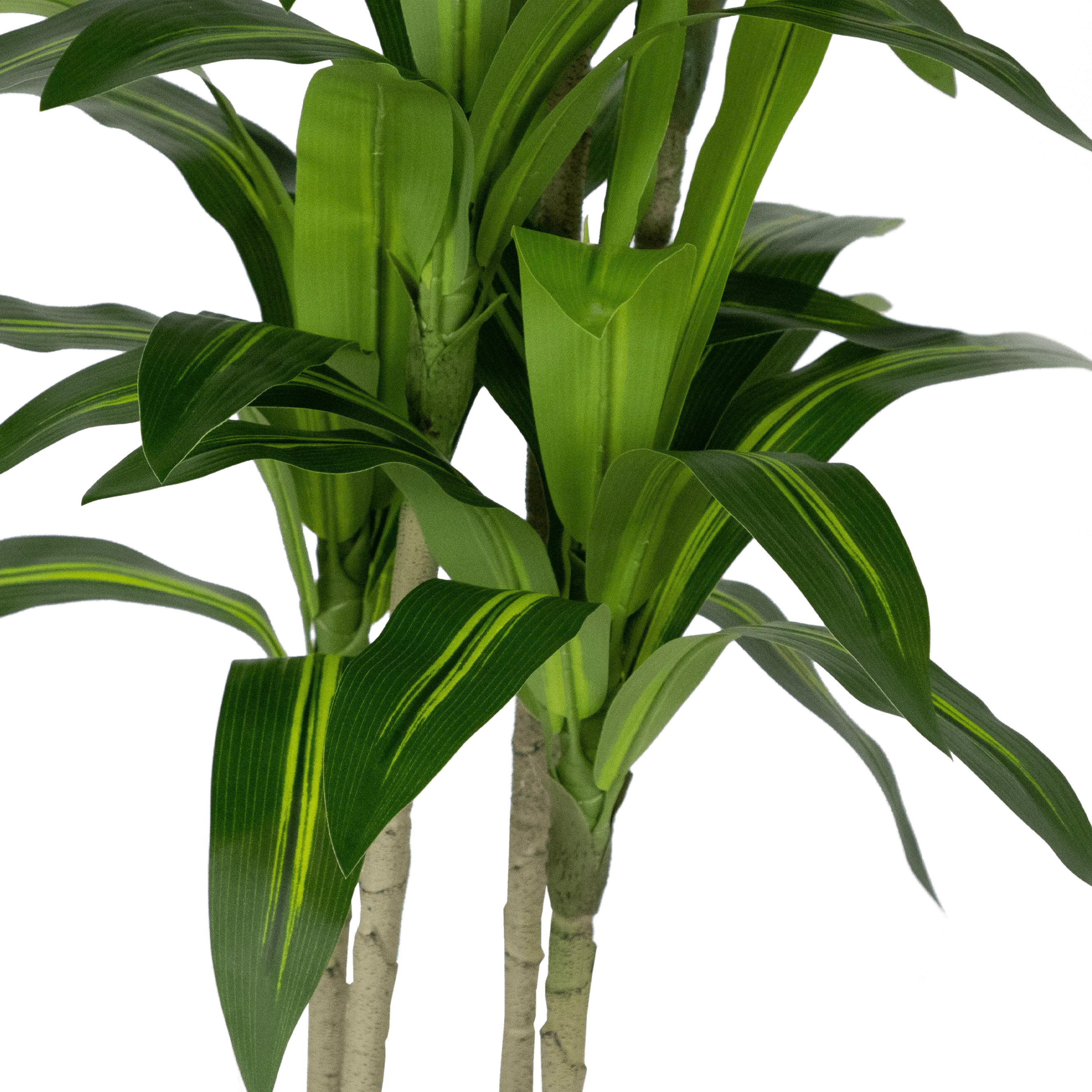 Dracaena plant 100cm