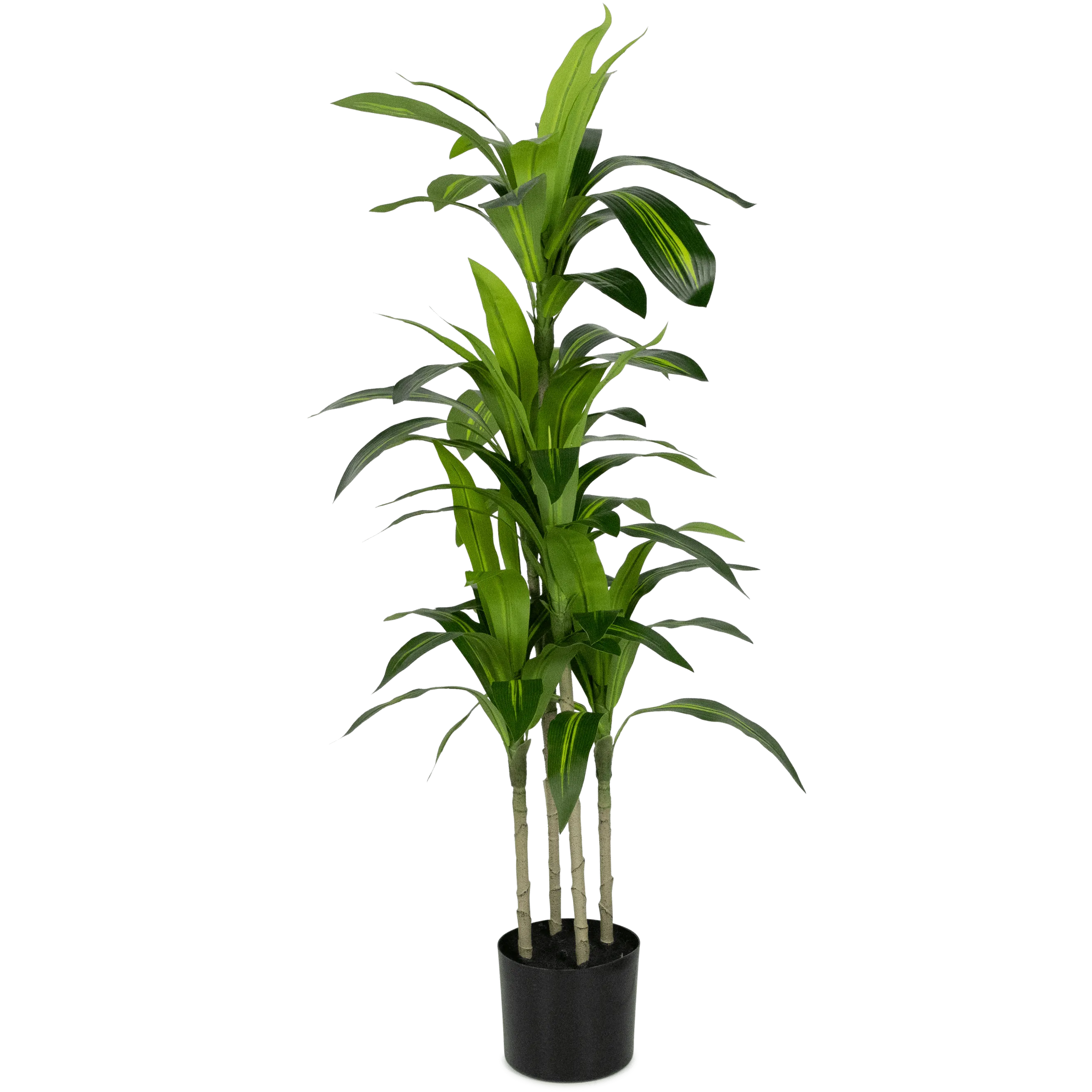 Dracaena plant 100cm