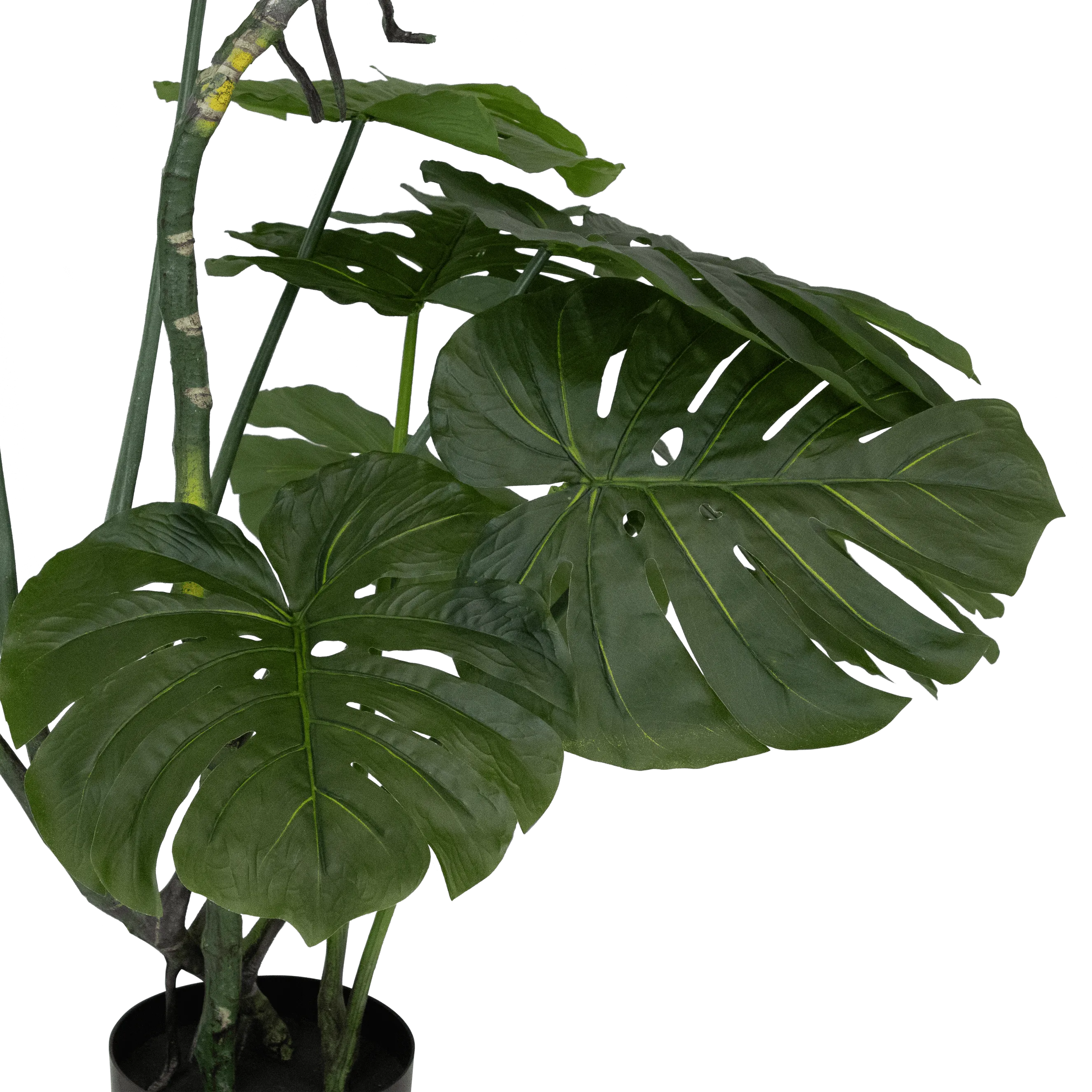 Monstera 165cm