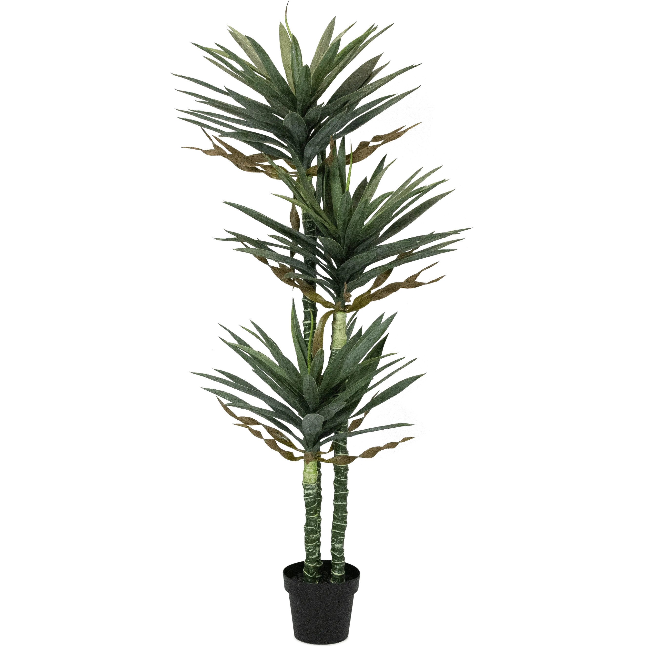 Yucca 160cm