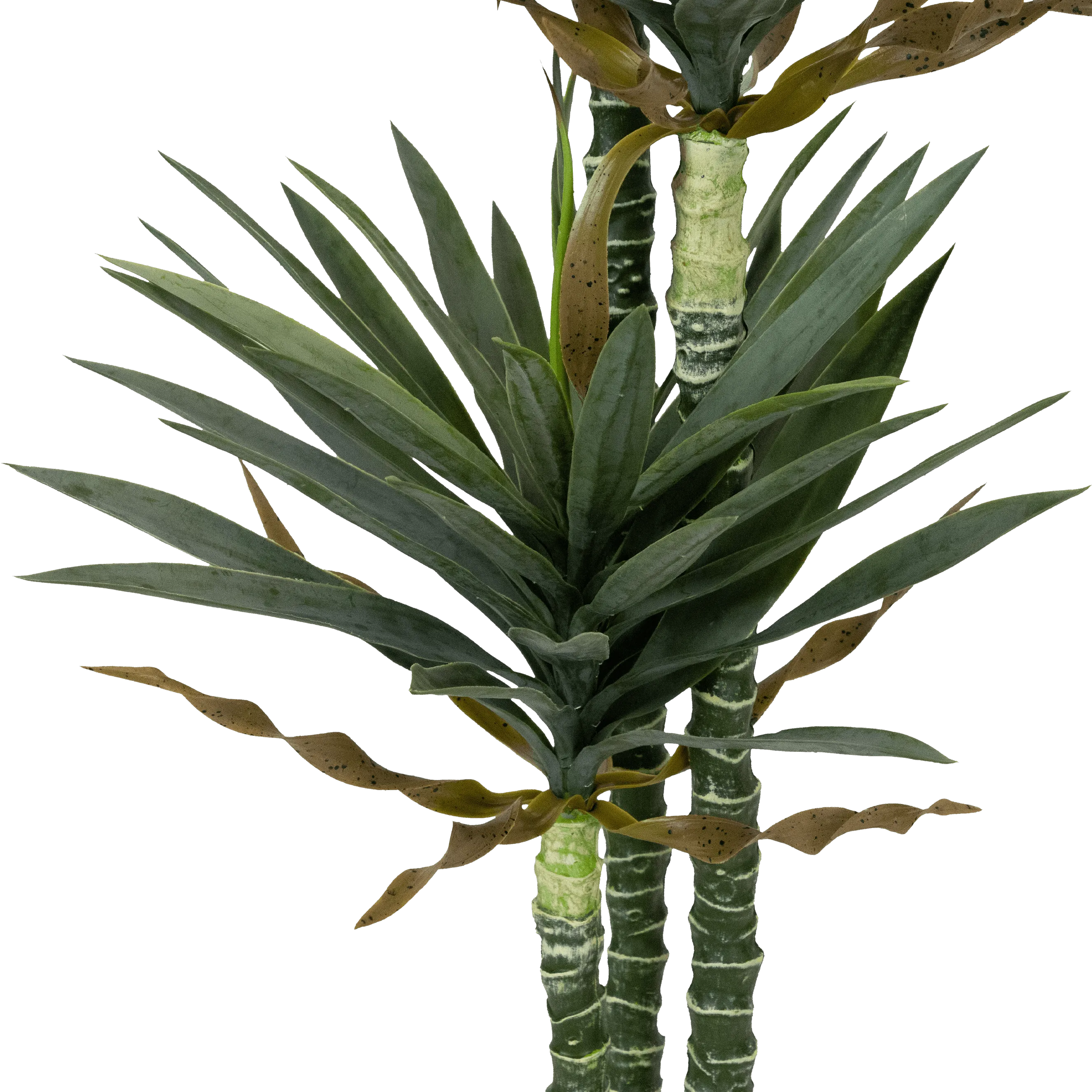 Yucca 160cm