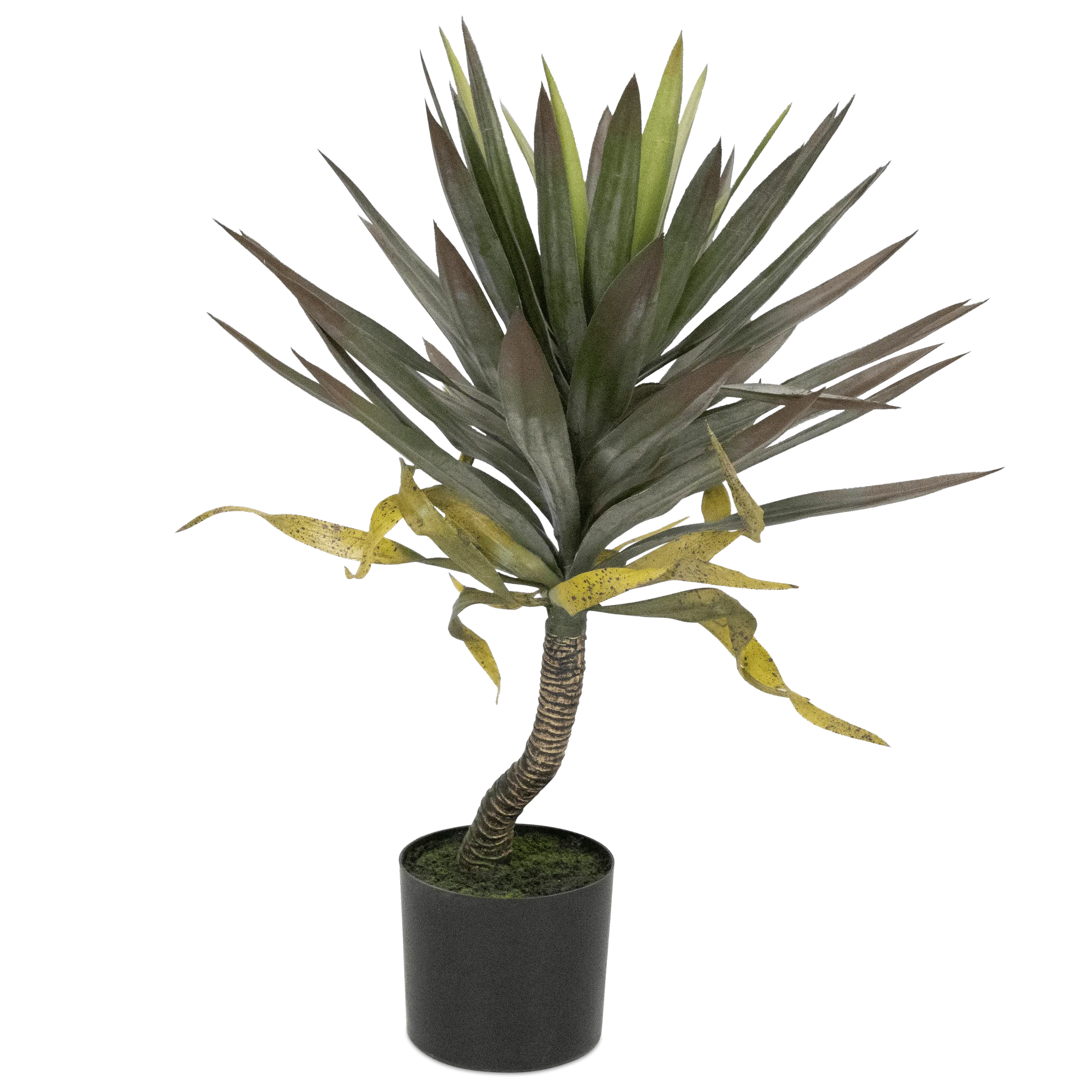 Yucca 75cm